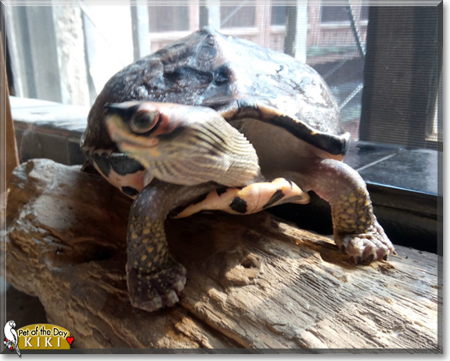 Kiki the Turtle, the Pet of the Day