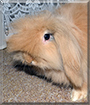 Berunka the Lop Rabbit