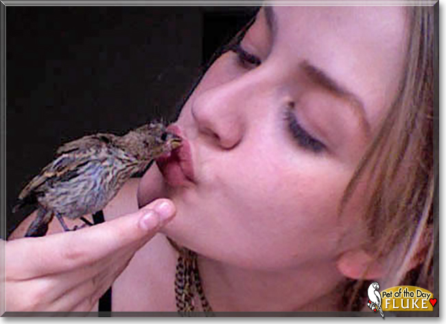 Fluke the North American House Sparrow,  the Pet of the Day