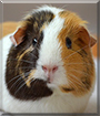 Pippin the Guinea Pig
