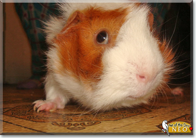 Neo the Guinea Pig, the Pet of the Day