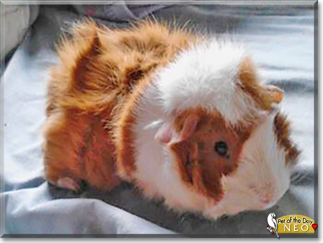 Neo the Guinea Pig, the Pet of the Day