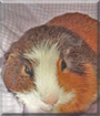Coco Knibs the Guinea Pig
