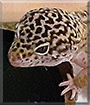 Chip the Leopard Gecko