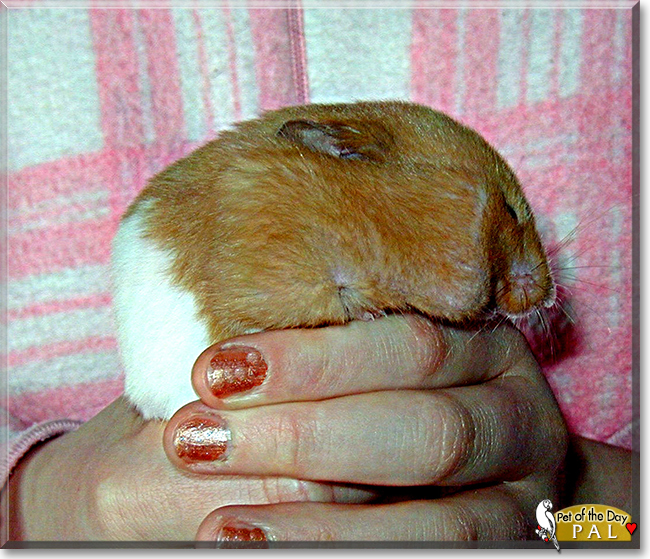 Pal the Syrian Hamster, the Pet of the Day