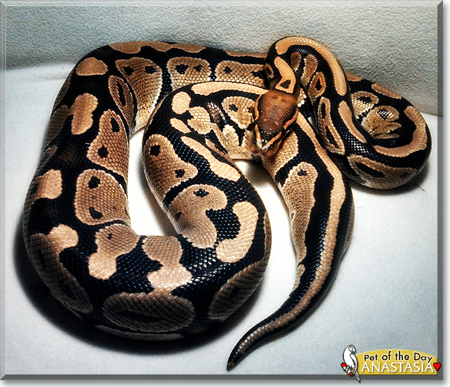 Anastasia the Ball Python, the Pet of the Day