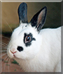 Valentino the Netherland Dwarf Rabbit