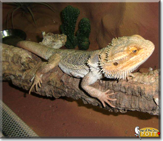 Pott the Bearded Dragon, the Pet of the Day