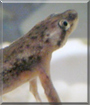 Frogger the African Dwarf Frog
