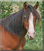 Kamara the Paso Fino Horse