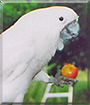 Roxanna the Umbrella Cockatoo