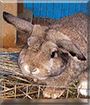Mr. Snuggles the Holland Lop Rabbit
