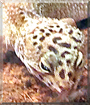 Gretel the Leopard Gecko mix