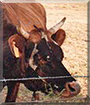 Karah the Jersey Cow