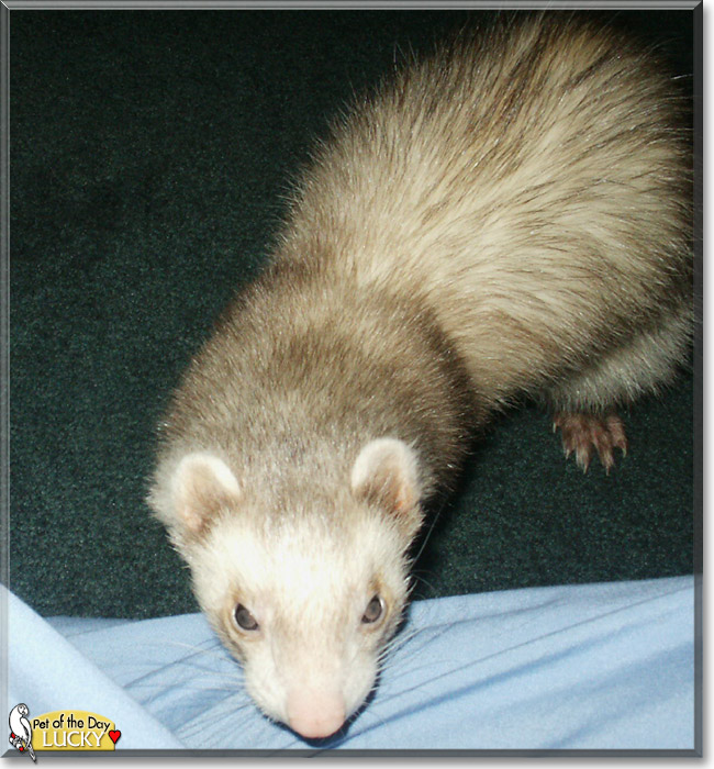 Lucky the Ferret, the Pet of the Day