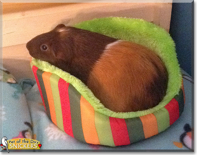 Snickers the Guinea Pig, the Pet of the Day