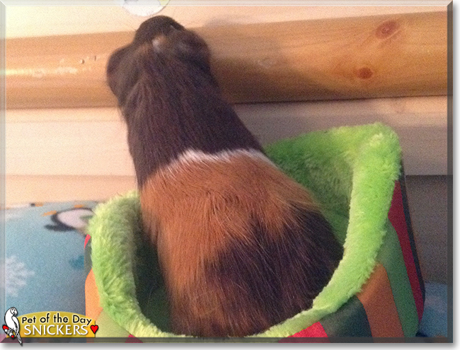 Snickers the Guinea Pig, the Pet of the Day