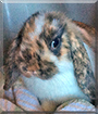 Olive the Holland Lop mix Rabbit