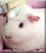 Poppy the English Crested Guinea Pig