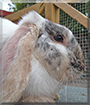 Flopsy the French Lop Rabbit