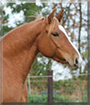Doringa the Haflinger-Arabian horse