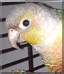 Pistol the Green Cheeked Conure