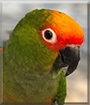 Boomer the Gold Capped Conure