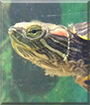 Tuck the Red-earred Slider Turtle