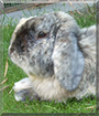 Bracken the Holland Lop Rabbit