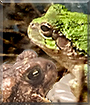 Frogger the Gray Tree Frog, Toad the Common Toad