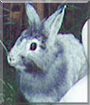 Mikeit the Rabbit