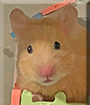Tinker Bell the Syrian Hamster