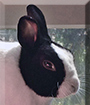 Mimi the Dutch Rabbit, the Pet of the Day