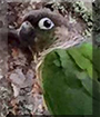 Pedro the Green Cheek Conure