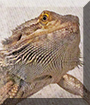 Bacon the Bearded Dragon, the Pet of the Day
