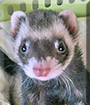 Tank the Ferret, the Pet of the Day
