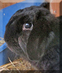 Ernst the Dwarf Lop Rabbit, the Pet of the Day