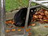 Click image for larger version. 

Name:	Amber lying in wait for a squirrel.JPG 
Views:	107 
Size:	105.7 KB 
ID:	25692