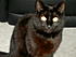Click image for larger version. 

Name:	Amber - devil cat.JPG 
Views:	107 
Size:	55.7 KB 
ID:	25693