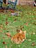 Click image for larger version. 

Name:	Squirrels or leaves - decisions, decisions.JPG 
Views:	125 
Size:	122.3 KB 
ID:	25697
