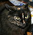 Click image for larger version. 

Name:	bosun airplane ears.jpg 
Views:	84 
Size:	595.3 KB 
ID:	26425