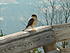 Click image for larger version. 

Name:	Sharpshinned Hawk.jpg 
Views:	55 
Size:	262.2 KB 
ID:	31331