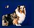 Click image for larger version. 

Name:	Domesticated 110 collie 16x20 gw.jpg 
Views:	135 
Size:	76.1 KB 
ID:	34434