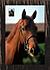 Click image for larger version. 

Name:	Domesticated 0164 Horse Portrait 16x24 gw FAT.jpg 
Views:	109 
Size:	94.9 KB 
ID:	34435