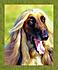 Click image for larger version. 

Name:	Domesticated 1435 Afghan Hound 16x20 gw.jpg 
Views:	131 
Size:	100.9 KB 
ID:	34437