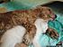 Click image for larger version. 

Name:	dog sleeping with cat.jpg 
Views:	90 
Size:	29.8 KB 
ID:	34783