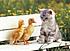 Click image for larger version. 

Name:	ducks and kitten.jpg 
Views:	91 
Size:	30.4 KB 
ID:	34784