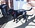 Click image for larger version. 

Name:	Lab Zeus needs a home.JPG 
Views:	76 
Size:	76.1 KB 
ID:	35089