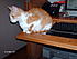 Click image for larger version. 

Name:	My new secretary, Creamsicle.JPG 
Views:	140 
Size:	572.0 KB 
ID:	36573