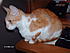 Click image for larger version. 

Name:	Secretary Creamsicle on phone duty.JPG 
Views:	124 
Size:	496.1 KB 
ID:	36574